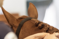 Iets langwerpige vorm