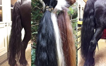 Paardenhaar-extensions